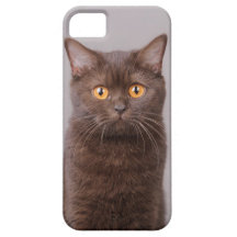 British shorthair  IPhone 5 Case