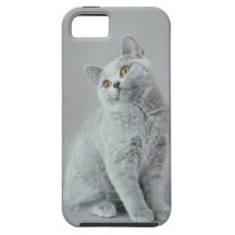British shorthair kitten iPhone 5 cases