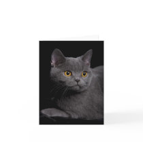 British Shorthair Note Card
