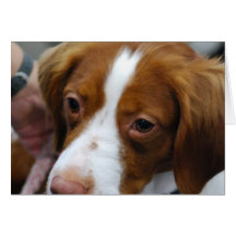 Brittany Spaniel  Greeting Cards