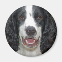 Brittany Spaniel Magnets