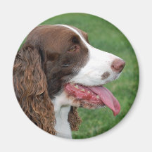 Brittany Spaniel Refrigerator Magnets