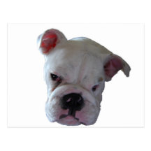 Brittish Bulldog puppy Post Cards