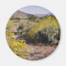 Brittle Bush - Joshua Tree National Monument flowe Refrigerator Magnets