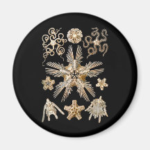Brittle stars fridge magnet