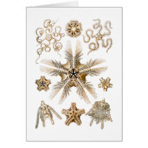Brittle stars greeting card