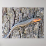 Broad-headed Skink Posters