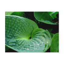 Broad Leaves Postcard