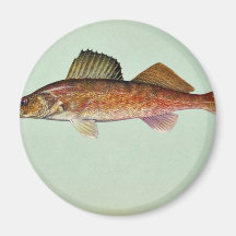 Brochets vairons magnets