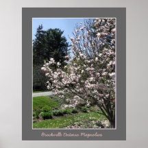 Brockville Ontario Magnolias  Posters