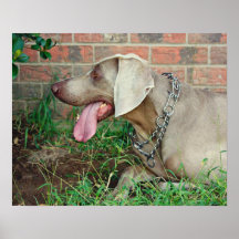 Brody the Weim Poster