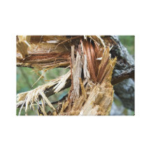 Broken Branch Gallery Wrap Canvas