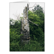 Broken Tree Stump Greeting Cards
