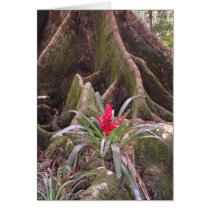 Bromeliad and Fig Tree Card
