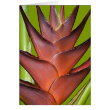 Bromeliad Blossom Spike # 1 Cards