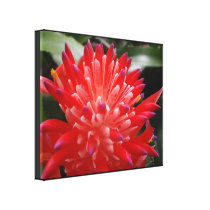 Bromeliad Flower Gallery Wrapped Canvas