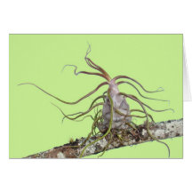 Bromeliad préhistorique cartes de vœux
