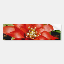 Bromeliade spp. flowers bumper sticker