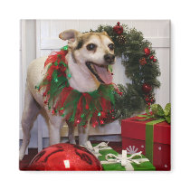 Bronco - Jack Russell - Reed