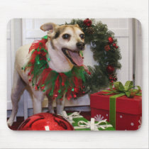 Bronco - Jack Russell - Reed