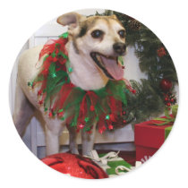 Bronco - Jack Russell - Reed