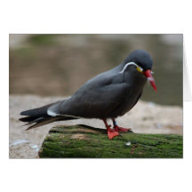 Bronx Zoo 193 copy Greeting Cards