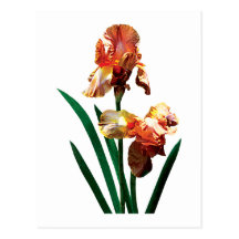 Bronze-Coloured Irises Postcard