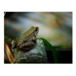 Bronze Frog on Froggy Post Card