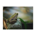 Bronze Frog on Froggy Post Card