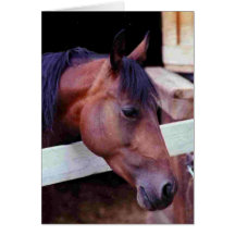 Brood Mare Cards