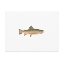 Brook Trout Art Postcards