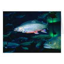 BROOK TROUT CARD