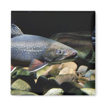 Brook trout magnets
