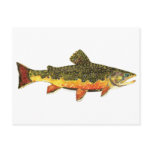 Brook Trout Painting Postcards