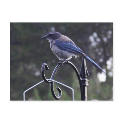 Brooklyn the Blue Jay Post Cards by bbraunphotography