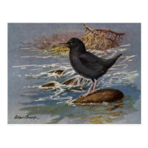 Brooks' American Dipper Postcards