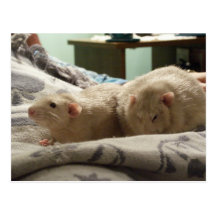 brother rats postcard