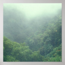 Brouillard de forêt tropicale affiches