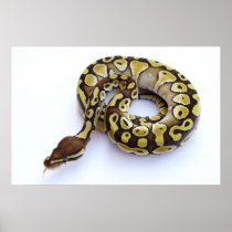 Brown and Gold Ball Python 2 Print
