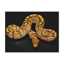 Brown and Gold Ball Python Postcard