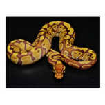 Brown and Gold Ball Python Postcard
