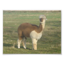 Brown and White Alpaca Photo