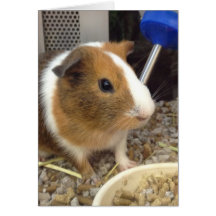Brown and white guinnie pig greeting card