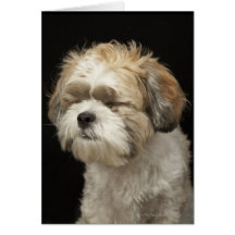 Brown and white Shih Tzu with eyes closed Cards