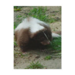 Brown and White Skunk Postcard