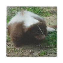 Brown and White Skunk Square Magnet