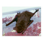 Brown Bat Postcard