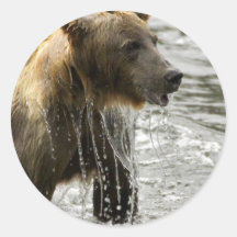 Brown bear emerging from water round sticker