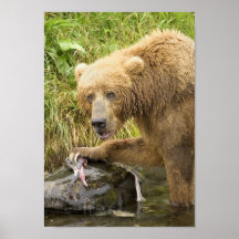 Brown Bear Feeding on Salmon 1 Posters