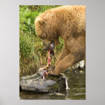 Brown Bear Feeding On Salmon 2 Print